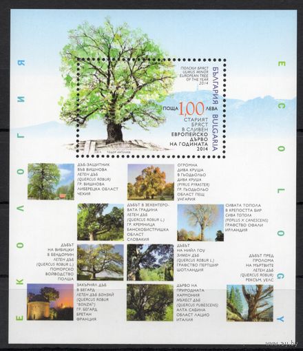 Болгария 2014. Флора Деревья (5159)