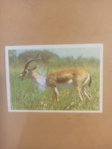 Календарь 1990 Антилопа