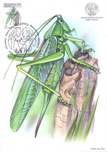 Беларусь 2025 Дикая природа фауна насекомые картмаксимум кузнечик