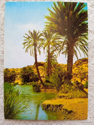Алжир. Оазис
