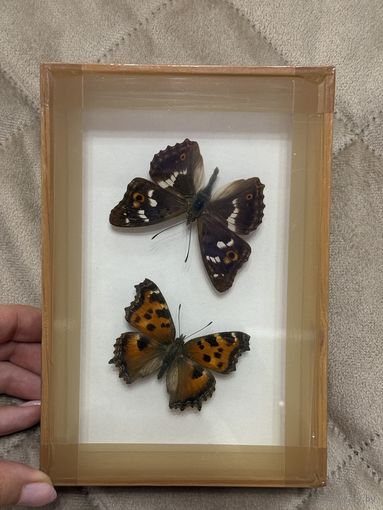 Бабочки под стеклом
