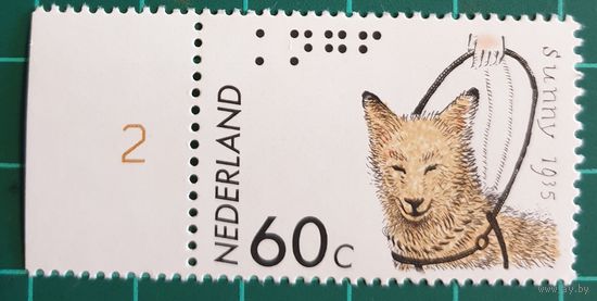 1985 год - 50-летие Королевской организации собак-гида Нидерланды