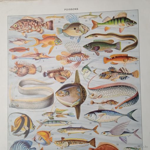 РЫБЫ.   Энциклопедическая гравюра. Франция нач.20в.  31х24см.
