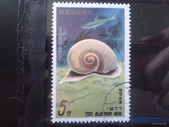 КНДР 1977 Морская улитка