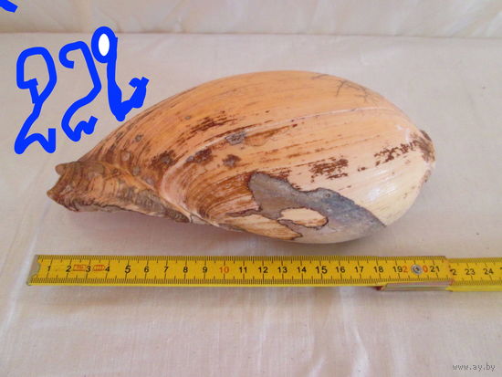 Ракушка большая океанская 1950-х годов  ссср ,Шумит.