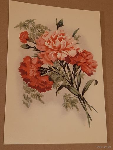 Открытка Цветок Гвоздики Эстония Таллин Тип. Октообер 1970 г. Чистая