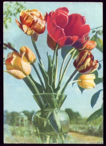 1965 год Т.Ананьина Тюльпаны