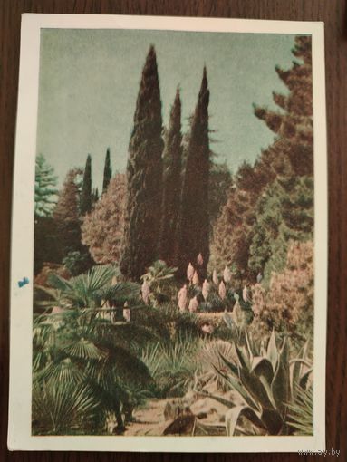 Друскининкай 1955. Чистая