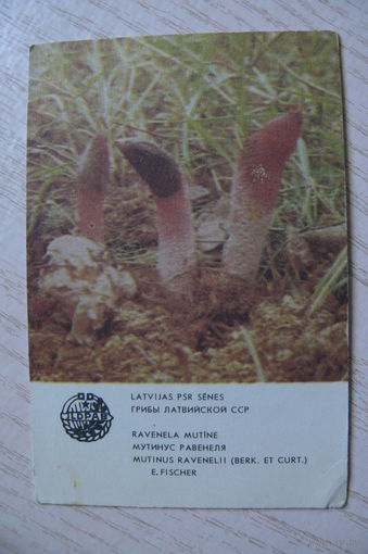Календарик, 1986, Митинус, из серии "Грибы Латвийской ССР".