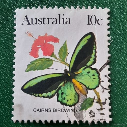 Австралия. Фауна. Бабочки. Cairns Birdwing