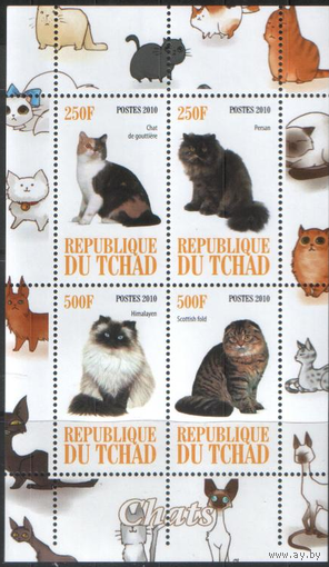 КОШКИ, ПБ **