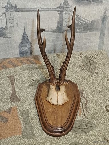 Рога косули