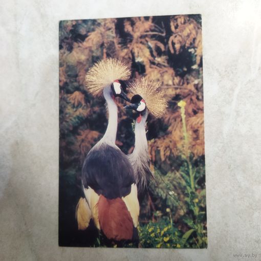 Открытка. Венценосные журавли. Фото Смирнова. 1985 год.