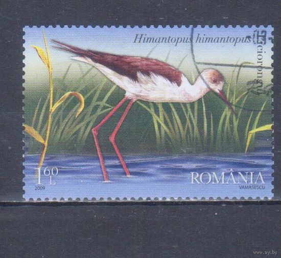 [2096] Румыния 2009. Фауна.Птицы.Кулик. Гашеная марка.
