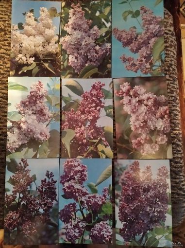 Открытки.Цветы.Разновидность сирени(9штук) 1973г