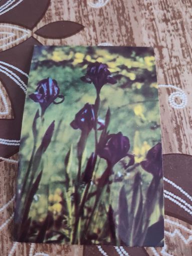 Календарик,цветы,ссср,укрвина,1989