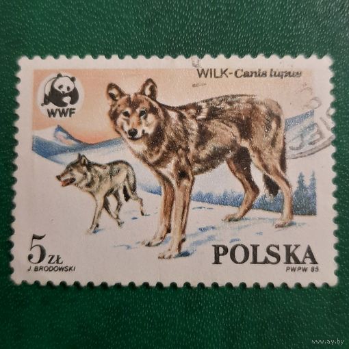 Польша 1985. Фауна. Волки