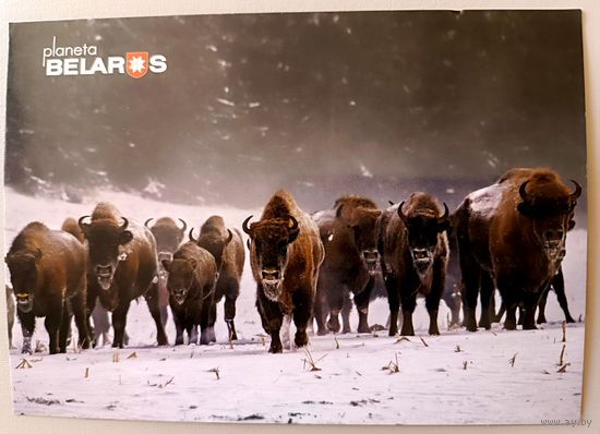 Серия "Планета Беларусь". Зубры. Открытка, глянец