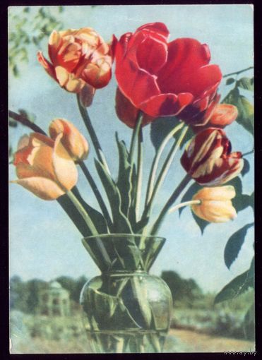 1965 год Т.Ананьина Тюльпаны 2