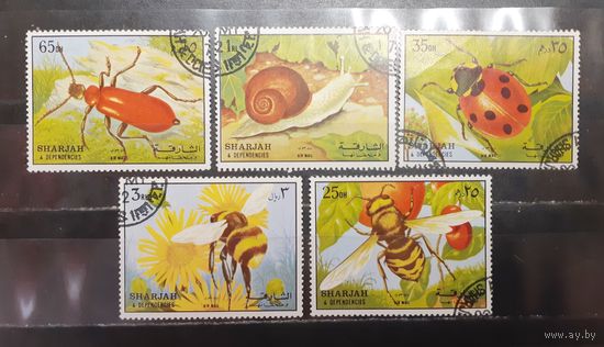 Шарджа. Фауна. Насекомые (1275)