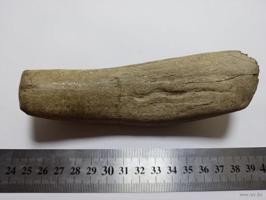 Древняя кость в виде инструмента (скребок)?
