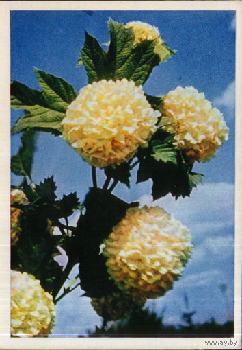 Чистая открытка 1965г. "Бульдонеж" фото В. Тюккель