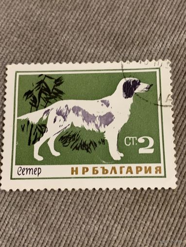 Болгария. Собаки. Сетер. Марка из серии
