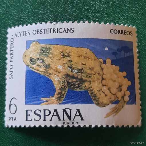 Испания. Фауна. Жаба. Alytes Obstetricans