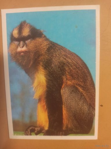 Календарь 1990 Обезьяна