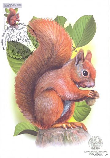 Беларусь 2025 Дикая природа фауна белка картмаксимум