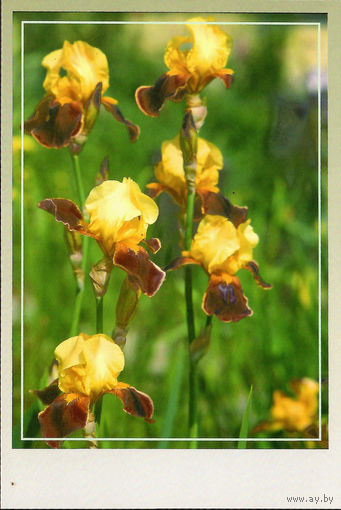 Почтовая карточка "Ирис Гей Хид"