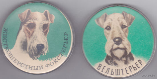 Жесткошерстный фокстерьер и вельштерьер.