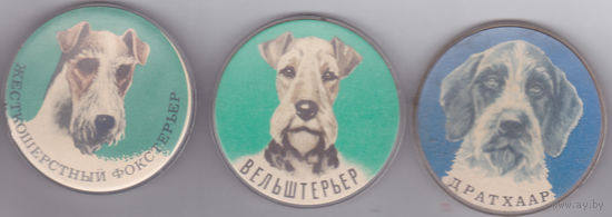 Жесткошерстный фокстерьер, вельштерьер и дратхаар.