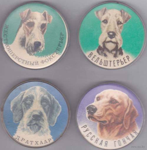 Жесткошерстный фокстерьер, вельштерьер, дратхаар и русская гончая.