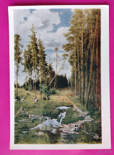 Саврасов. Просека в сосновом лесу. Чистая. 1964 года. 2403.