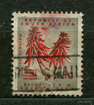 Коралловое дерево. Южная Африка. 1961