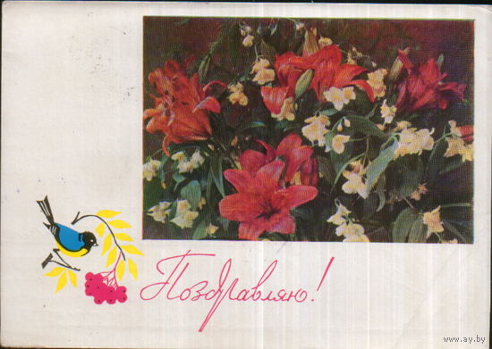 Подписанная открытка 1967г. "Поздравляю! Цветы. Птичка на рябине" фото Г. Костенко, худ. Н. Кутилов