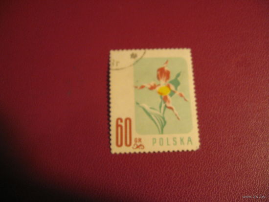 Марка Цветы 1957 год Польша