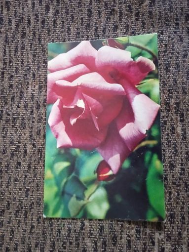 Открытка Роза "Климентина"  Н. Матанова.