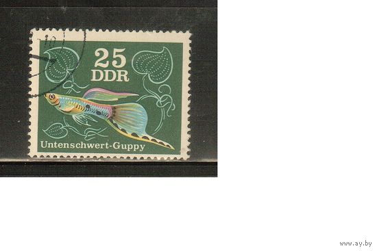 ГДР-1976(Мих.2179) , гаш.  , Фауна, Рыбы,