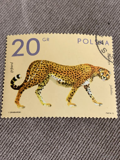 Польша 1972. Гепард. Марка из серии