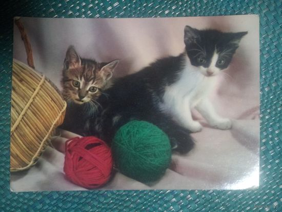 Открытка из ГДР. Котята.