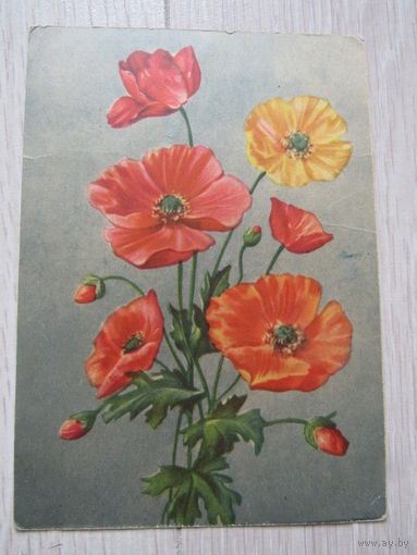 Маки. Художник Зуева Н.С. 1956