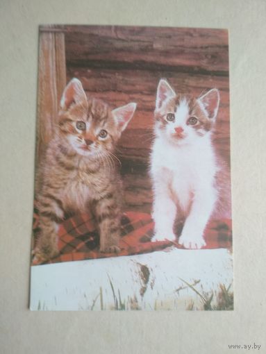 Карманный календарик.Кошки.1995 год