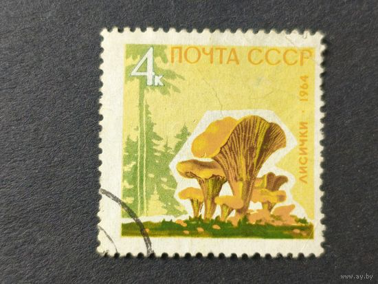 1964 СССР. Грибы