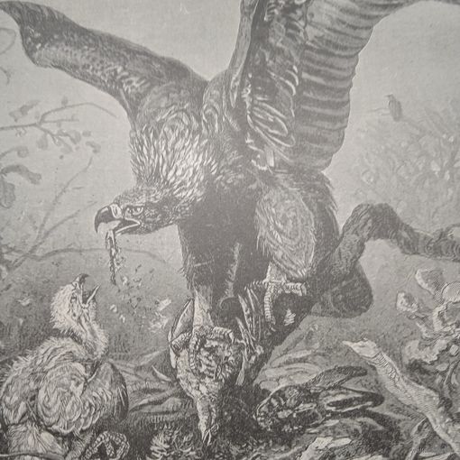 Энциклопедическая гравюра . Орлиное гнездо. 23х15см. конец19 нач.20век.