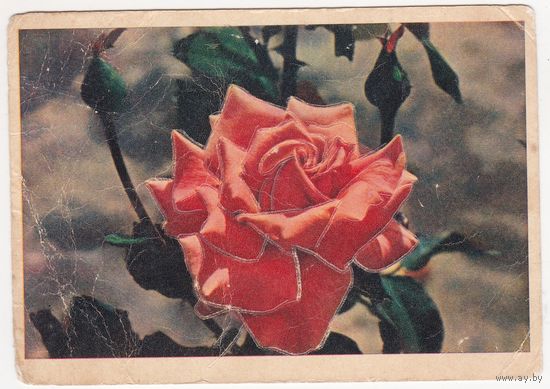 Открытка 1960 (406)