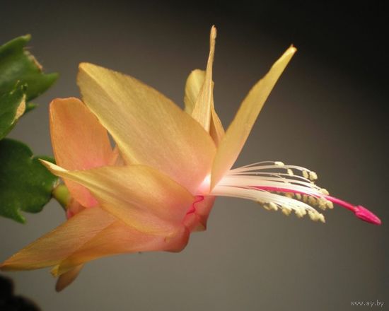 Шлюмбергера абрикосовая взрослое растение