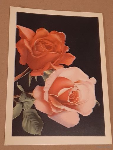 Открытка Цветок Розы Эстония Таллин Тип. Октообер 1970 г. Чистая