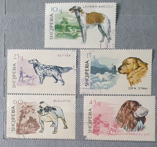 Албания охотничьи собаки 5шт